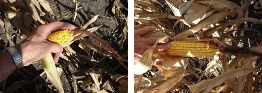 Vergleich eines wegen übermäßiger Verdichtung atrophierten Maiskolbens mit einem robusten Mais