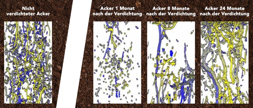 Darstellung der natürlichen Wiederbesiedlung durch Regenwürmer nach Bodenverdichtung