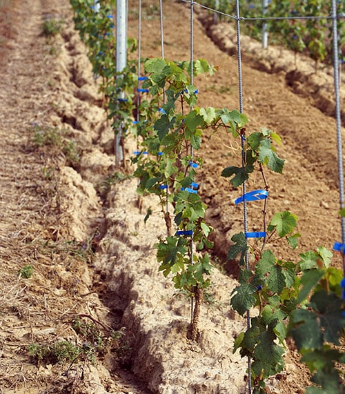 Erosion im Weinberg durch abfließendes Wasser
