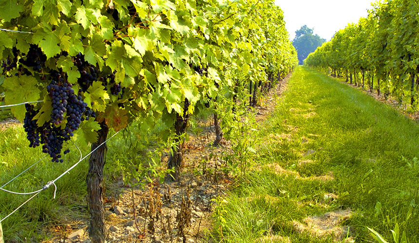 Winzerreifen schützen den Boden und sorgen für ertragreiche Weinstöcke