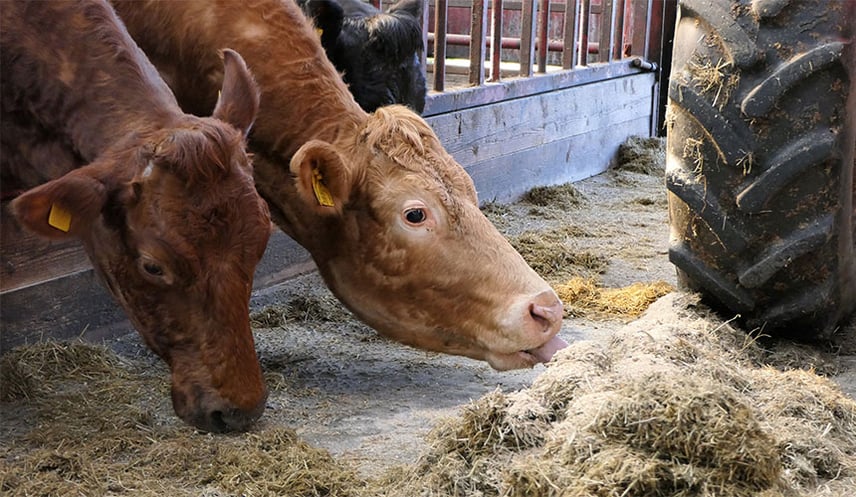 Höherer Agrarreifendruck für die harten Böden in den Stallungen
