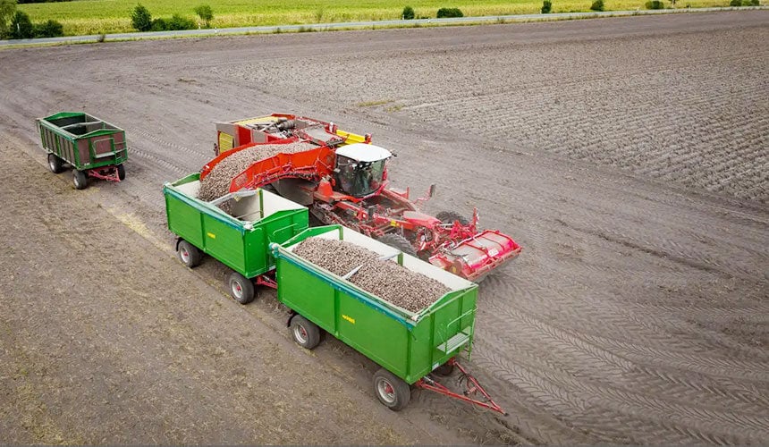 Entladung eines Kartoffelroders am Feldrand